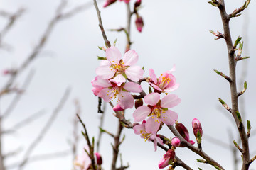 Almond flowers blooming