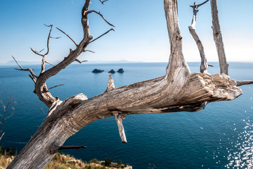 Li Galli islets with dry tree in the foreground. Amalfi Coast, Campania, Italy