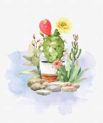 Watercolor collection cactus cacti and succulents in stones. Garden arrangement layer path, di-cut alpha path clipping path isolated on white background for wedding greeting card.