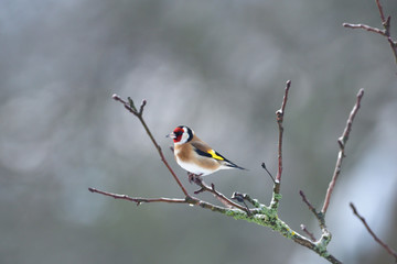 The European goldfinch sitting on the tree branch in cloudy winter snow
