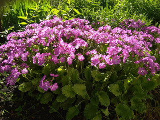 Obraz premium blooming lilac flowers primrose and green leaves in a summer garden