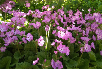 blooming lilac flowers primrose and green leaves close-up in a summer garden