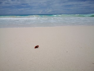 Seychellen, Karibik, Malediven, Mauritius, Reunion, Hawaii, Strand, Meer, Sonne, Urlaub, Reisen, Ferien, Palmen, Beach, Tropisch, Insel, Himmel, Wasser, Sommer, Paradies, Dschungel, Küste