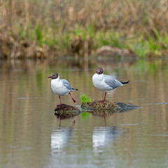 The black-headed gull (Chroicocephalus ridibundus) is a small gull that breeds in much of Europe and Asia