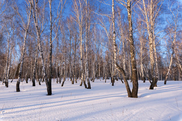 Birch grove on a winter day