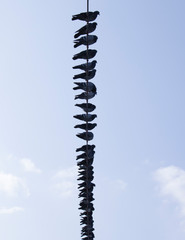 Many pigeon on electrical wires. Blue sky in the background. Close up.