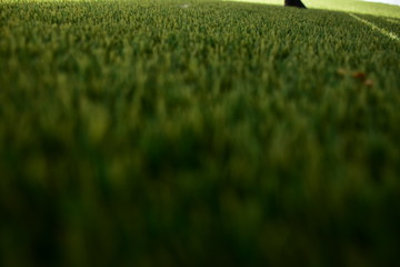 beautiful green background and grass and plant