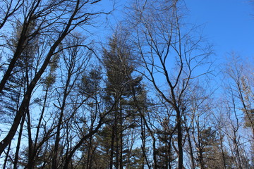 trees and blue sky
