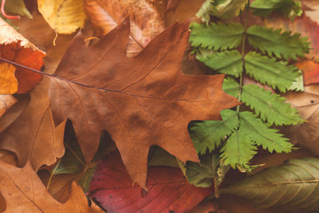 autumn leaves
