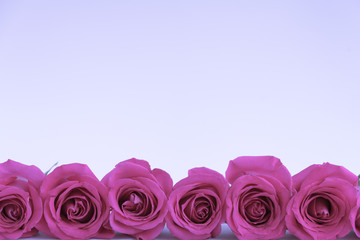 Large heads of pink roses along the bottom line on a pastel background with space for text. Postcard.