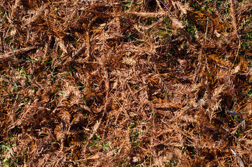 Red Fir Needles in Autumn.