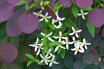 White bright flowers of clematis bloom against the background of purple and green leaves of plants.