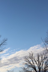 tree in winter