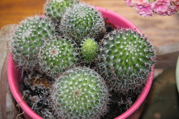 Cute spiky cactus succulent houseplant 