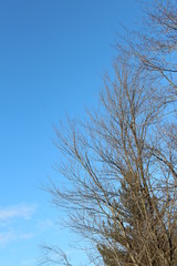 tree against blue sky