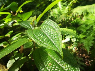 Seychellen, Karibik, Malediven, Mauritius, Reunion, Hawaii, Strand, Meer, Sonne, Urlaub, Reisen, Ferien, Palmen, Beach, Tropisch, Insel, Himmel, Wasser, Sommer, Paradies, Dschungel, Küste