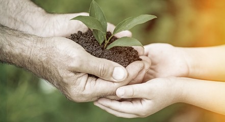 Green plant in human hands on blurred background