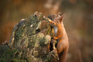 Red Squirrel in Scotland
