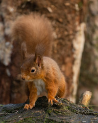 Naklejka na ściany i meble Red Squirrel in Scotland