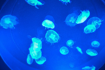 Transparent jellyfish beautiful shain in blue water