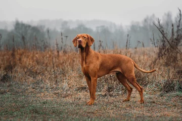 Poster HUNTING hungarian vizsla DOG in the field on the hunt looks at the prey © Ольга Альперович