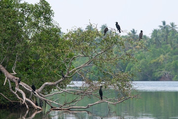 Little Cormorant Family on a Tree