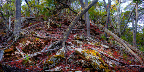 Magical austral Magellanic subpolar forests and turquoise lagoon