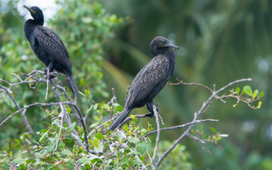 Two WIld Cormorants Sits on a Tree