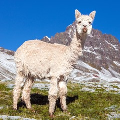 Fototapeta premium llama or lama on mountains