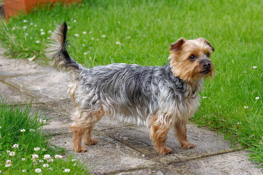 A Yorkshire Terrace in an alert pose on a Path in a Garden in Scotland.