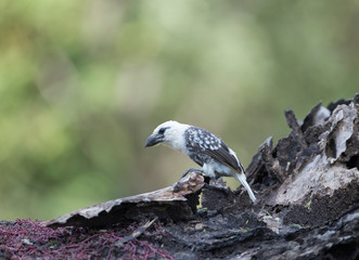 White-headed barbet seen at Masai Mara, Kenya, Africa