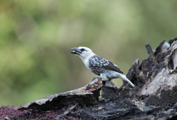 White-headed barbet seen at Masai Mara, Kenya, Africa