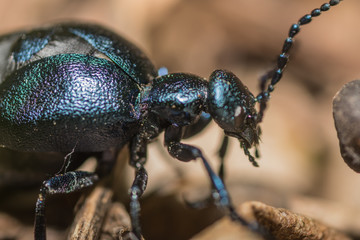 schillender scharzer kaefer detail