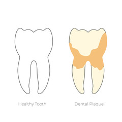 Vector isolated illustration of tooth 