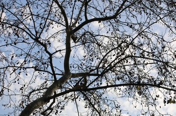 arboles a contraluz en la ciudad