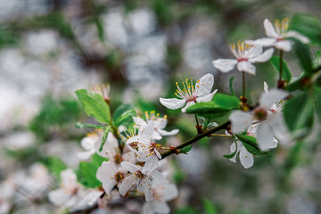 Obraz premium tender blooming in spring, young leaves, warming on a sunny day. beautiful young apricot flower on a green branch in the garden, close-up..