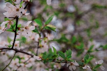 tender blooming in spring, young leaves, warming on a sunny day. beautiful young apricot flower on a green branch in the garden, close-up..