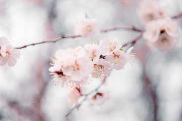 tender blooming in spring, warming, sunny day. beautiful young apricot flower on a branch in the...