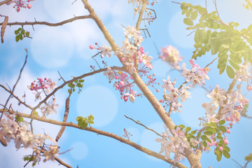 Fresh pink flowers and the sky with warm light from the sun