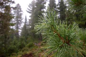 Coniferous tree branch with raindrops. Beautiful spruce branch in a mountain forest.