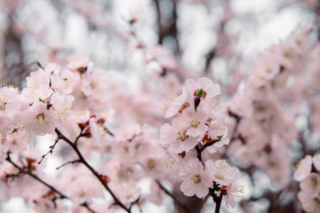 tender blooming in spring, warming, sunny day. beautiful young apricot flower on a branch in the garden, close-up