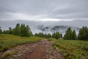 Obraz premium Hiking trail high in the mountains with clouds and fog. Small coniferous trees such as spruce grow. Cloudy
