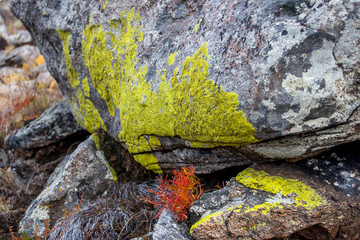 Green natural moss on the boulders in the steppe. A bunch of red grass grows between the stones. Granite stones.