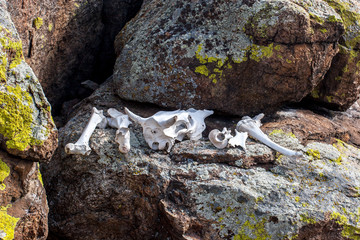 White bones of an animal with a skull lie on the stones. The bones are clean. Green moss on the stones.