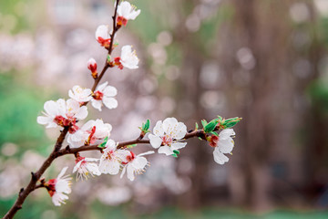 tender blooming in spring, young leaves, warming on a sunny day. beautiful young apricot flower on a green branch in the garden, close-up.