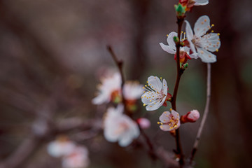 tender blooming in spring, young leaves, warming on a sunny day. beautiful young apricot flower on a green branch in the garden, close-up...