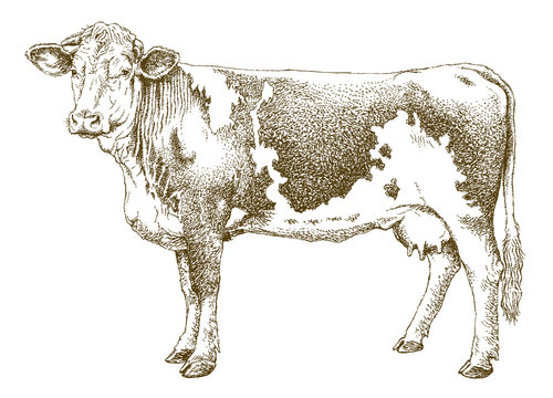 Cow isolated on white, hand drawn detailed drawing.