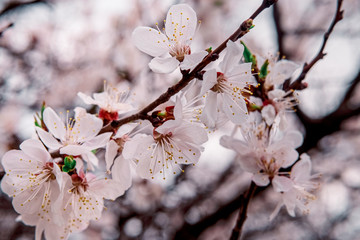 tender blooming in spring, young leaves, warming on a sunny day. beautiful young apricot flower on a green branch in the garden, close-up...