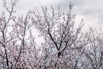 tender blooming in spring, young leaves, warming on a sunny day. beautiful young apricot flower on a green branch in the garden, close-up..