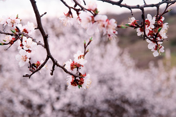 tender blooming in spring, young leaves, warming on a sunny day. beautiful young apricot flower on a green branch in the garden, close-up..